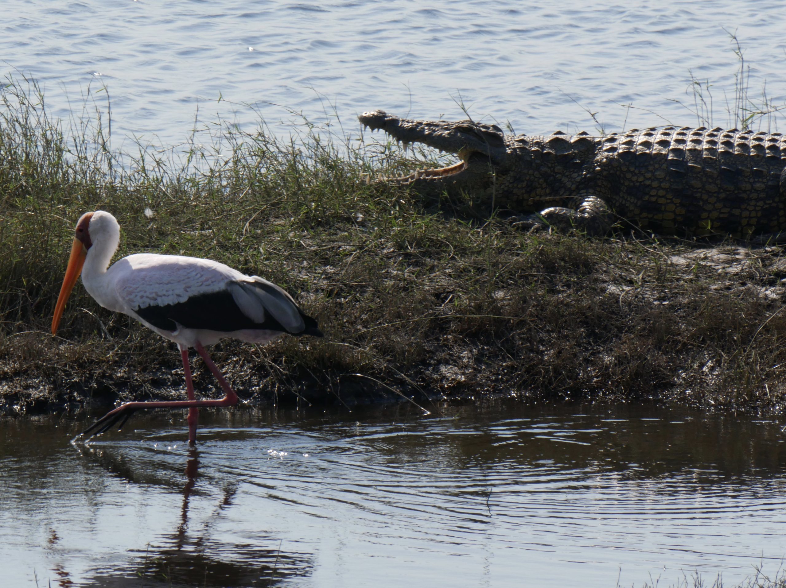 Crocodile and an oblivious wading bird