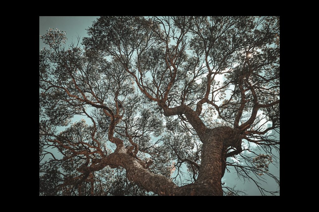 Malama photography - tree and light